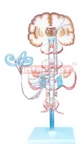 THE PROPRIOCEPTION AND REFINED TACTILE SENSATION PATHWAY OF TRUNK AND LIMBS