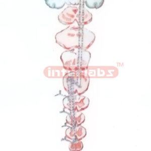 THE PROPRIOCEPTION AND REFINED TACTILE SENSATION PATHWAY OF TRUNK AND LIMBS