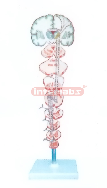 THE PROPRIOCEPTION AND REFINED TACTILE SENSATION PATHWAY OF TRUNK AND LIMBS