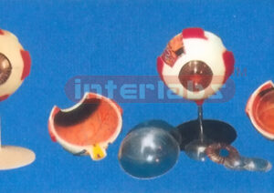 COLOUR GIANT EYE, (6 PCS) 6 TIMES, MAGNIFIED, ROUND BASE