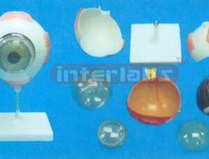 COLOUR BIG EYE, 5 TIMES, (7 PCS) WEST-TYPE