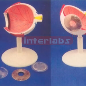 HALF COLOUR ANAT - EYE WITH PLASTIC BASE