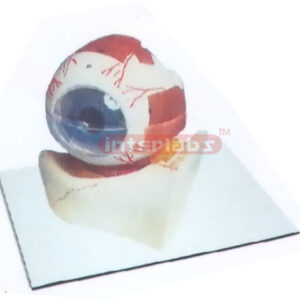 COLOURED EYE MODEL OF ANATOMY AND ORBID