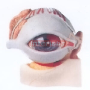 INDO-TYPE EYEBALL MODEL