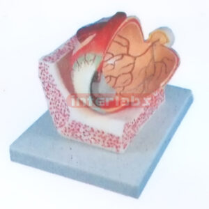 EYE STRUCTURE MODEL