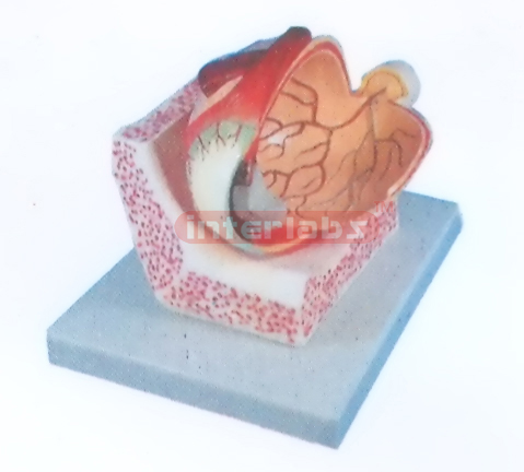 EYE STRUCTURE MODEL