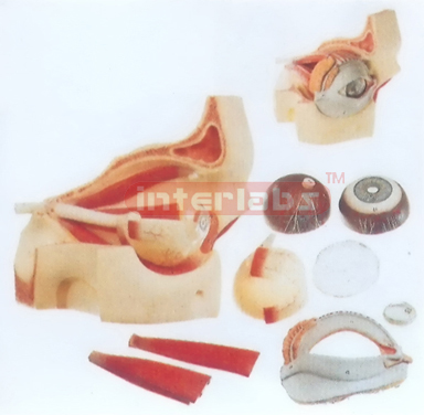 ENLARGED EYEBALL WITH PART ON ORBIT ENLARGED APPROX, 3 TIMES 12 PCS H 21 x W 20 x D 32 cm