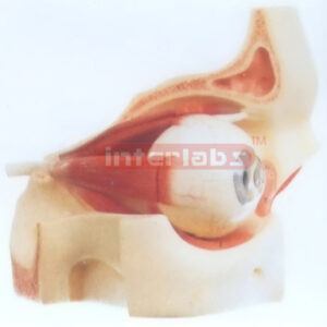 COLOUR MIDDLE EYE & EYELID, ENLARGED & MAGNIFIED, 3 TIMES