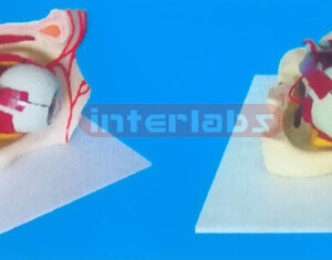 MIDDLE COLOURED EYE AND EYELID ANATOMICAL MODEL WITH ARTERY