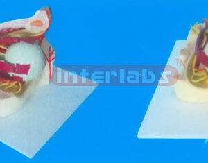 MIDDLE COLOURED EYE AND EYELID ANATOMICAL MODEL WITH ARTERY AND NERVES