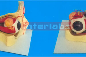 COLOURED EYE AND EYELID ANATOMICAL MODEL