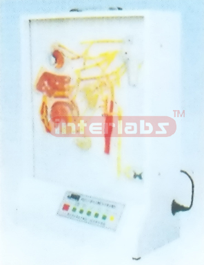 ELECTRIC MODEL OF AUTONOMIC INNERVATION ON HEAD