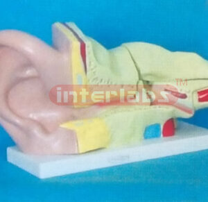 35.6 x 17.8 x 20.9 cm EAR, BIG(4 PCS) MAGNIFIED, ON BASE 4 TIMES (A TYPE)