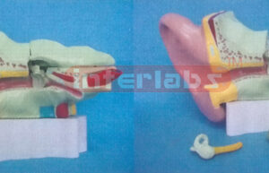35.6 x 17.8 x 26 cm LEFT EAR, BIG (4 PCS) MAGNIFIED, ON BASE (B TYPE) 4 TIME