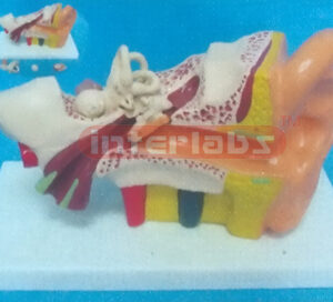 29 x 16 x 10cm LEFT EAR, MIDDLE, (4 purchase) MAGNIFIED, 3 TIMES WITH BASE, WEST-TYPE