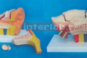 MIDDLE LEFT ANAT-ENLARGED EAR MODEL (EUR- TYPE, 6 PCS)