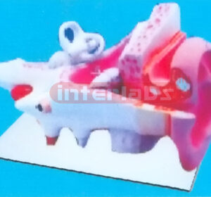 INDO-TYPE ANATOMICAL EAR MODEL