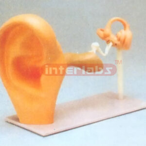 FUNCTIONAL EAR MODEL