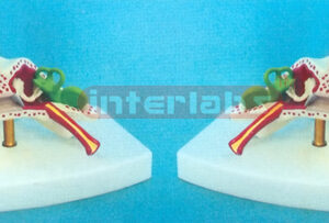 NATURAL ANATOMICAL EAR MODEL