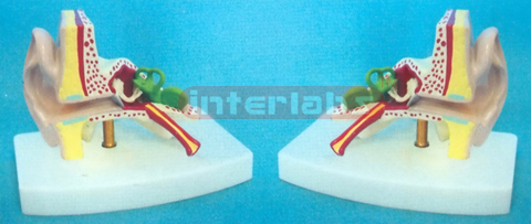 NATURAL ANATOMICAL EAR MODEL