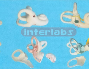 MAGNIFIED INTERNAL EAR MODEL