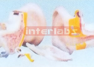 EXPANSION MODEL OF EAR DISSECTION (EXTERNAL MIDDLE AND INTERNAL EAR)