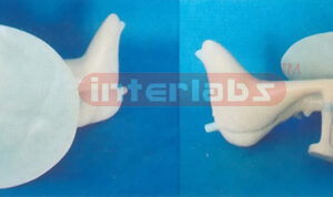 MAGNIFIED AUDITORY & OSSICLES MODEL