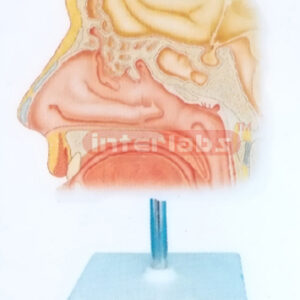 HUMAN BLOOD VESSELS INSIDE NASAL CAVITY