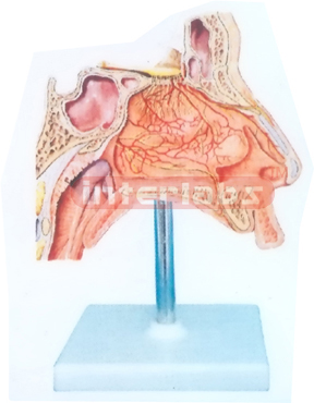 HUMAN NERVES MODEL INSIDE NASAL CAVITY