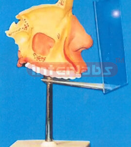NOSE MODEL WITH PLASTIC STAND AND DESCRIPTION PLATE