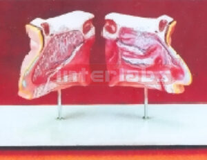 WHOLLY NOSE CAVITY DEMONSTRATION MODEL