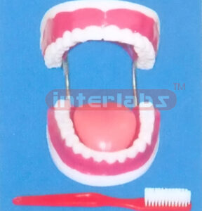 GIANT SANS TOOTH GAP FIXED DENTAL CARE MODEL WITH GIANTTOOTH BRUSH & TONGUE (ORAL HYGIENE SET, UP & LOWER JAW) (32PCS)