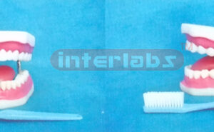 MIDDLE SANS TOOTH GAP FIXED DENTAL CARE MODEL WITH TO NGUE & TOOTH BRUSH (ORAL HYGIENE SET, UP & LOWER JAW) (28PCS)