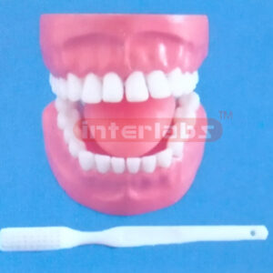 DENTAL CARE MODEL 28 PCS