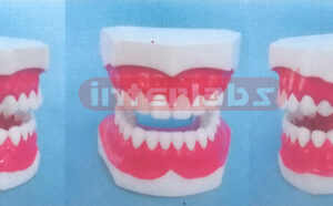MIDDLE-LITTLE SANS TOOTH GAP FIXED DENTAL CARE MODEL OF THE GAP FIXED