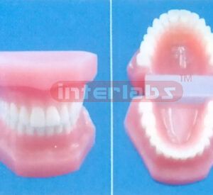 NORMAL RESIN DENTAL WITH ALL TEETH INDISSECTIBALE