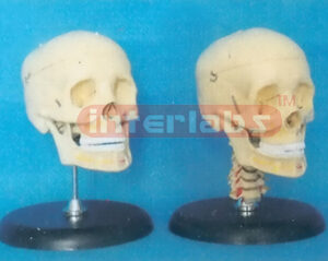 CLASSIC SKULL ON ROD & BASE WITH OPENED UP & LOWER JAWS.