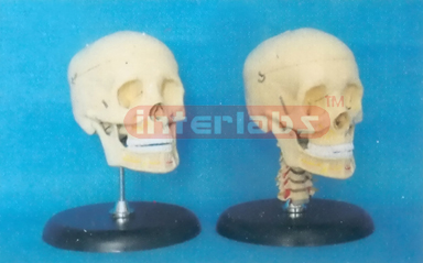 CLASSIC SKULL ON ROD & BASE WITH OPENED UP & LOWER JAWS.