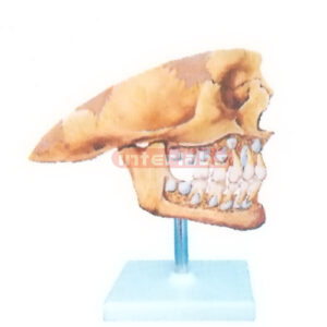 THE DECIDUOUS TEETH MODEL FOR EXTERNAL ASPECT