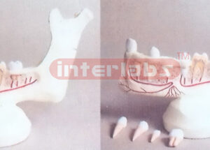 GIANT MANETTEETH MODEL DISSECTIBLE
