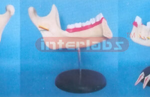GIANT MANET TEETH AND LOWER JAW (GIANT DELUXE TEETH AND JAW MODEL)