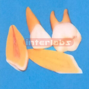 SERIES OF TEETH,3 PCS/SET