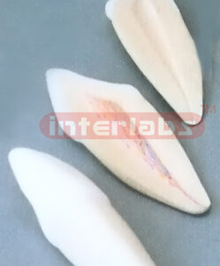 BIG SERIES OF TEETH 3 PCS / SET.