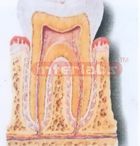 THE STRUCTURE MODEL OF TOOTH