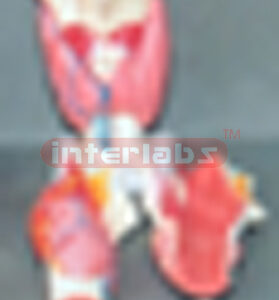 BIG MAGNIFIED LARYNX, PRIMARY MODEL, (3 Parts)