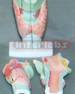MIDDLE MAGNIFIED LARYNX, (3 PCS)