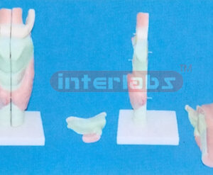BIG MAGNIFIED ANATOMICAL LARYNX ADVANCED