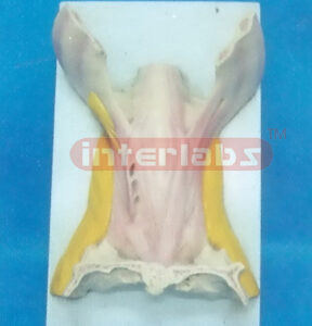 TONGUE MUSCLE