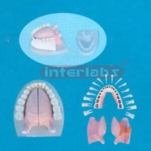 MIDDLE ANATOMICAL TONGUE MODEL WITH FULL MANENT ALL DISSECTIBLE AND PLASTIC BASE