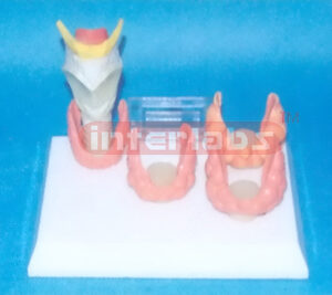 NATURAL LARYNX DISEASES COMPARISON MODEL